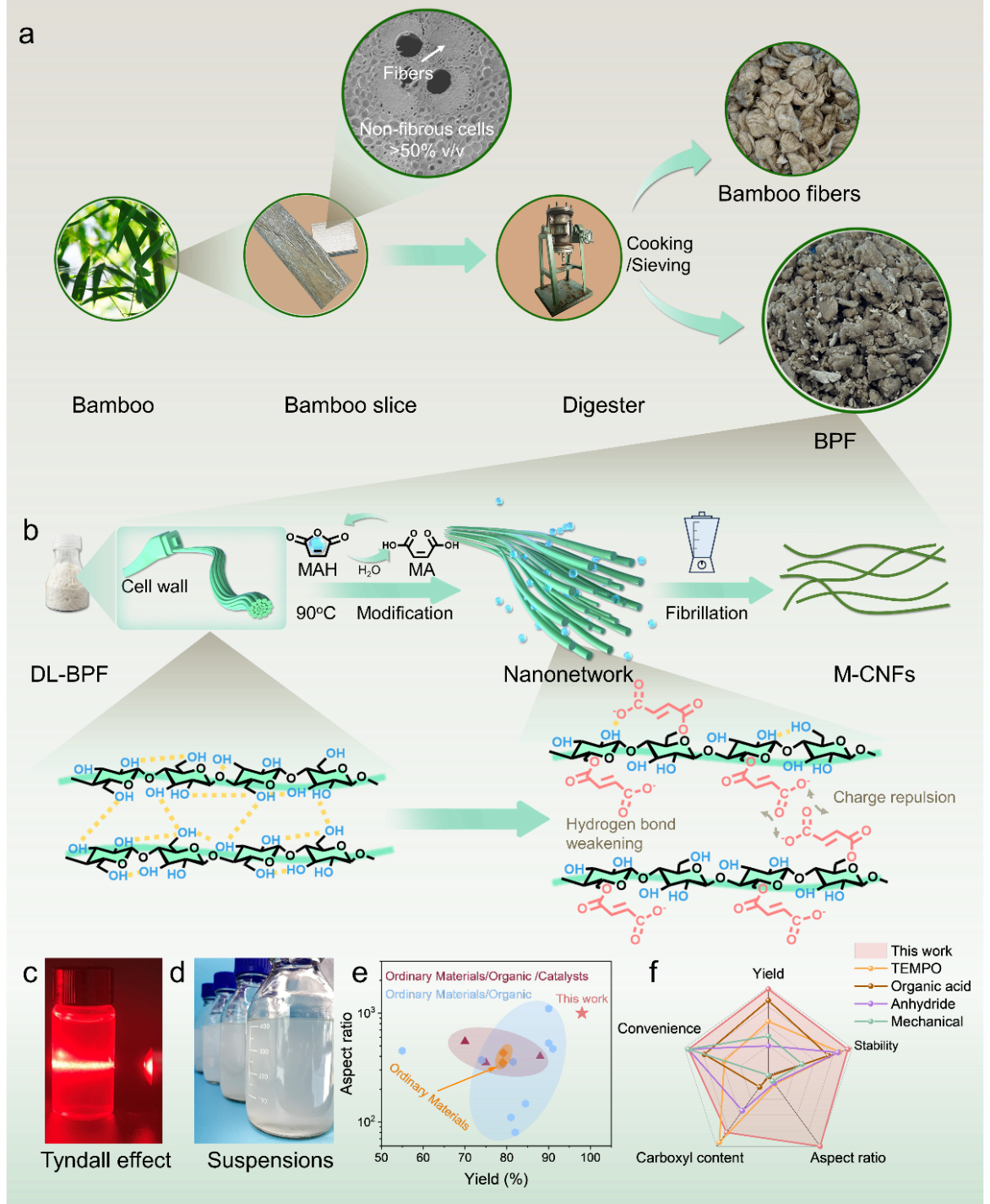 华南理工大学王小英教授：利用细胞结构和表面工程的协同效应，将竹浆废料制备为高长径比纳米纤维素